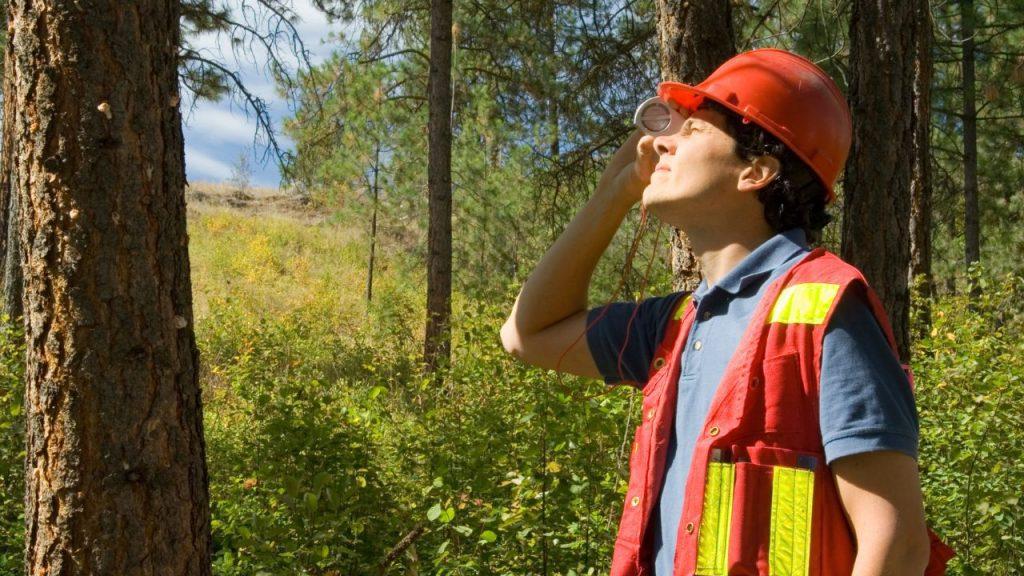 arborist performing tree maintenance tests